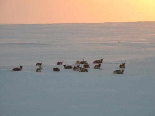 Reindeers sunbathing Finnmark